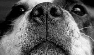 Por que os cachorros cheiram o rabo uns dos outros