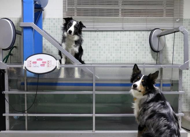 Hidroterapia cachorro fisioterapia água