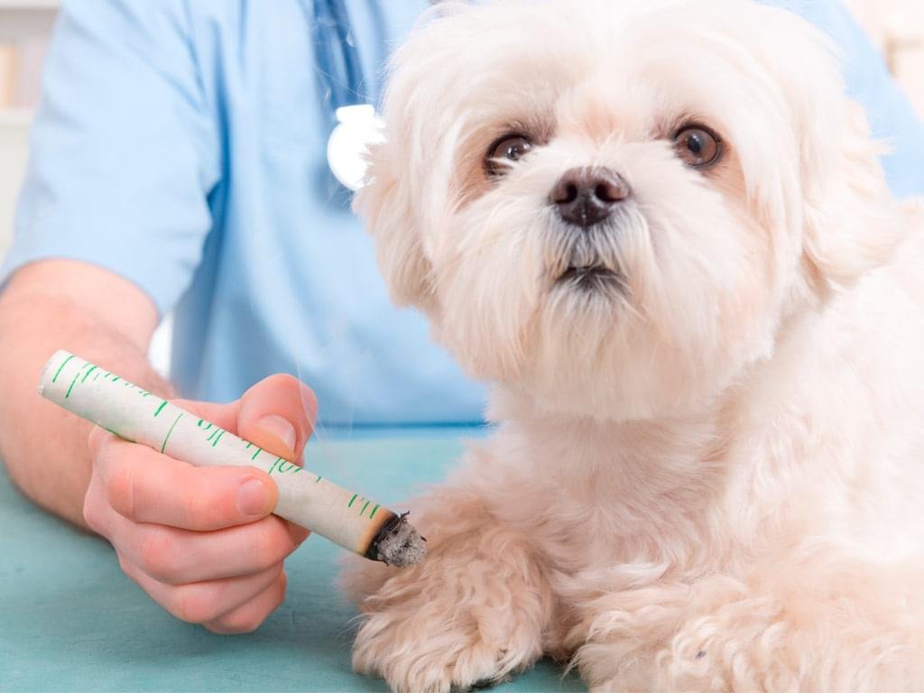 tecnologia medicina chinesa acupuntura
