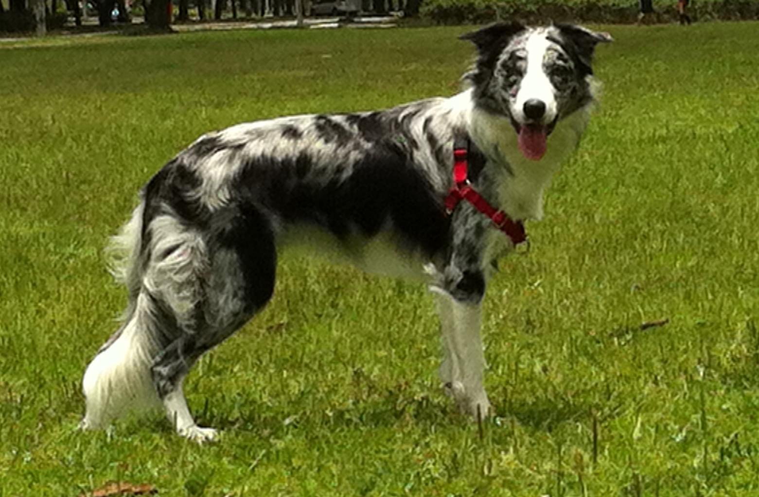 gaia cachorro raça pastor border collie