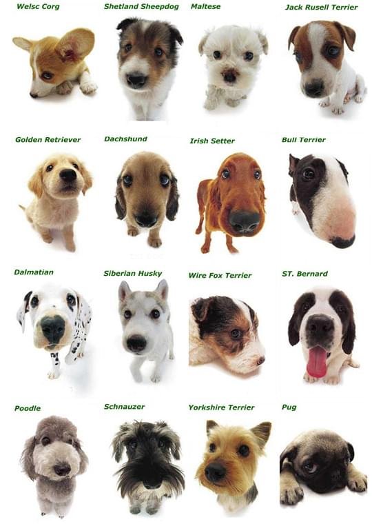 cachorro raça