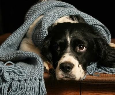 cachorro roupa frio agasalho
