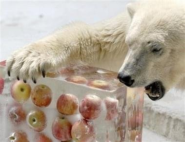 urso polar gelo maçã
