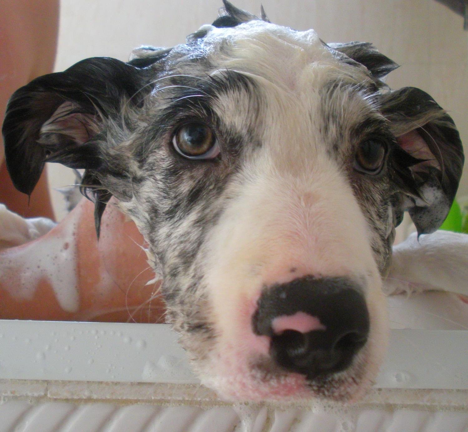 gaia banho cachorro calor