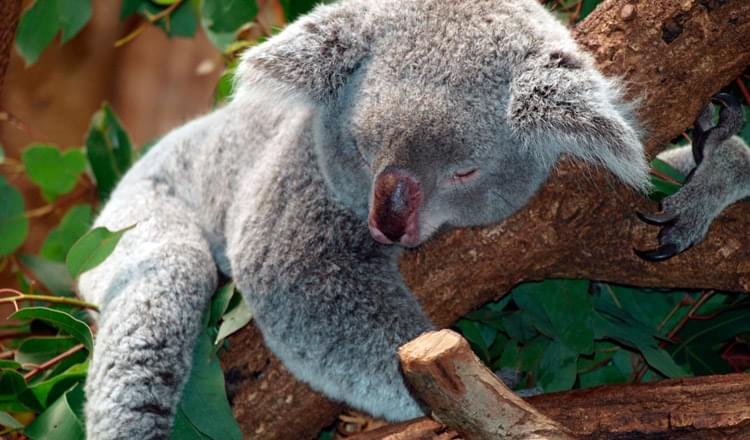 curiosidades sobre animais