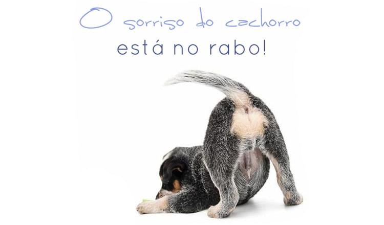 o que seu cão quer dizer ao abanar o rabo