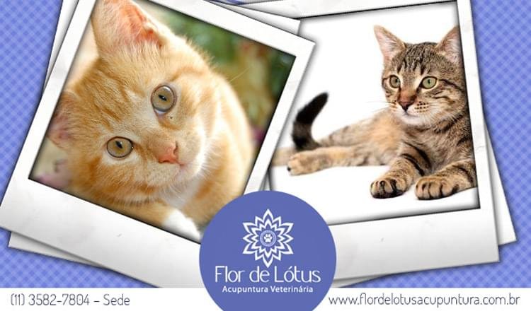 linguagem corporal felina