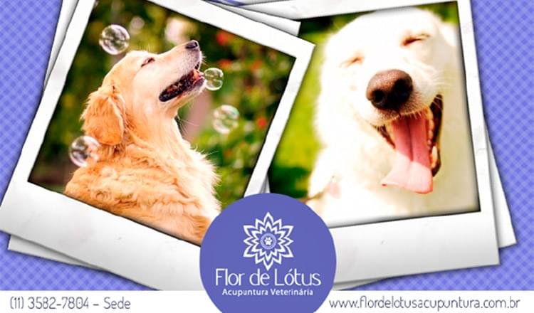 seu cachorro é feliz