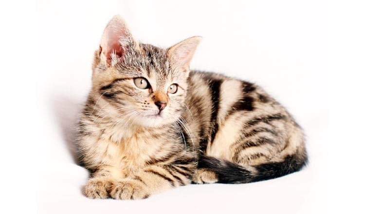 9 dicas para acalmar o seu felino