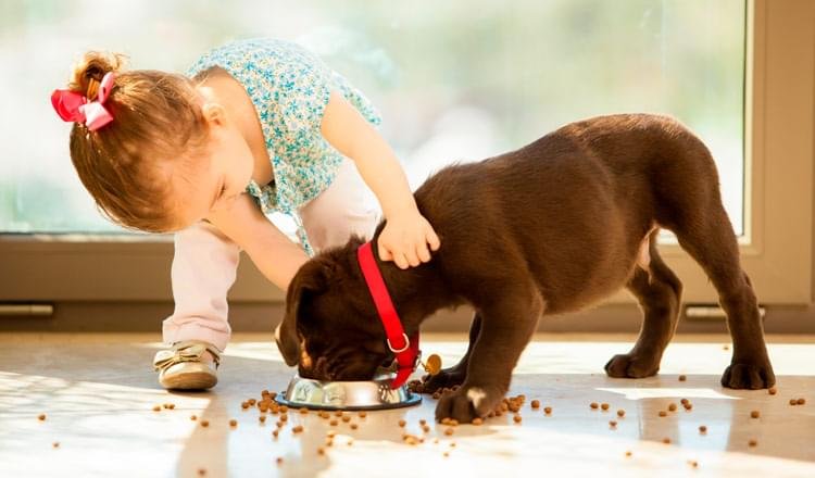 como aproximar um pequeno peralta e um pequeno peludo