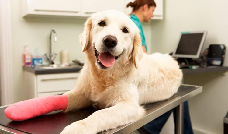 primeiros socorros para seu amigo de quatro patas