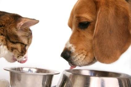 alimentos permitidos en anemia megaloblastica