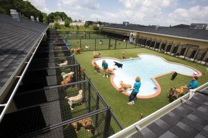 cachorros cachorro hotel piscina