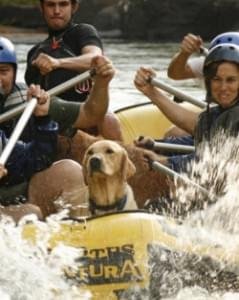 esportes radicais caes cachorro esporte radical canoagem bote