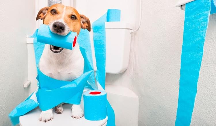 Alteracoes Urinarias em Animais Parte II